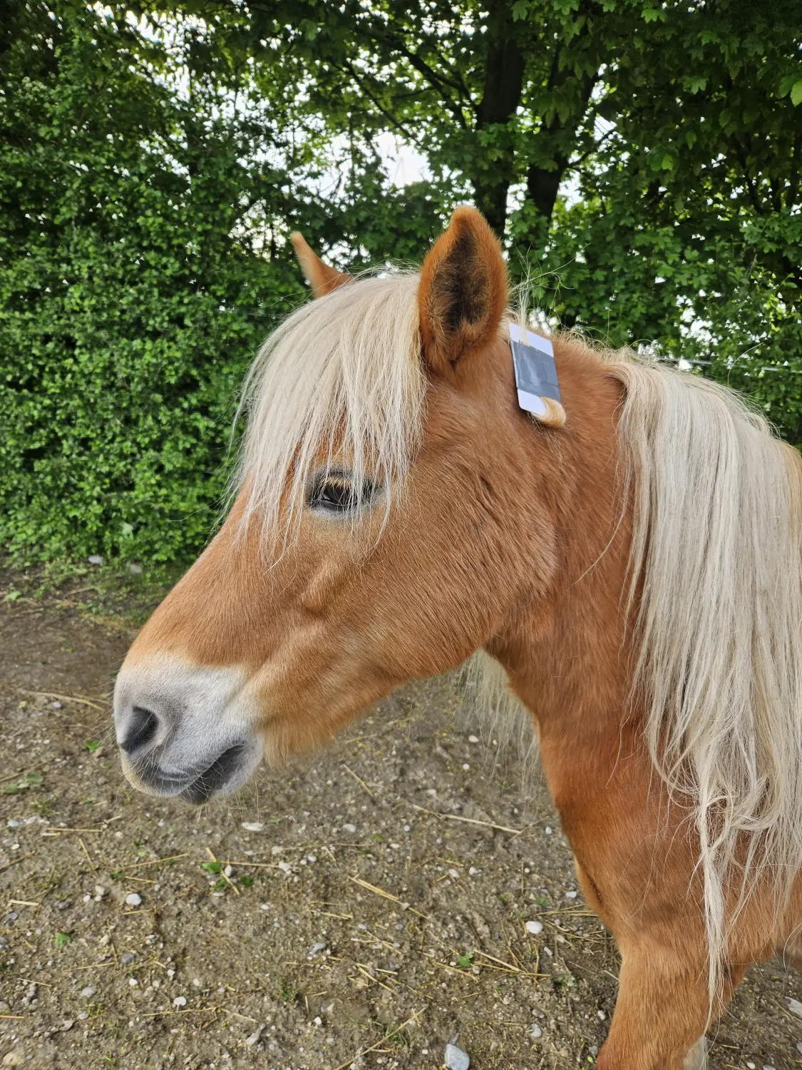 HorseChip - Pferdechip/-marke