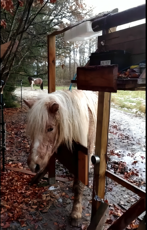 HorseChip - Das automatische Pferdetor - Simba