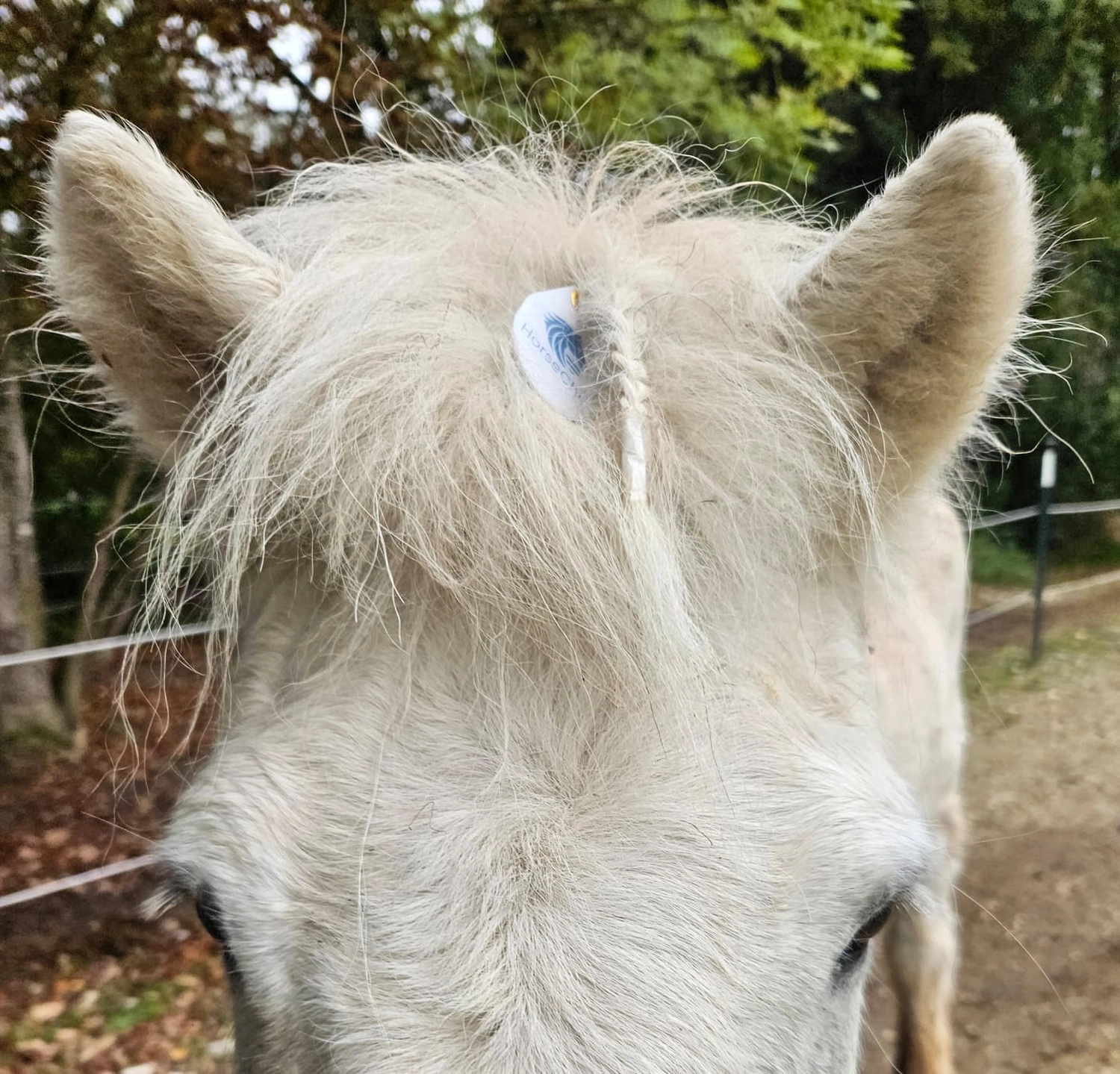 HorseChip - Das automatische Pferdetor - Transponderchips 